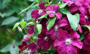 What to do if clematis does not bloom, but only produces foliage - instructions for solving the problem