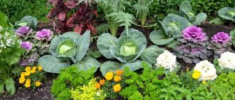 What to plant in a small area