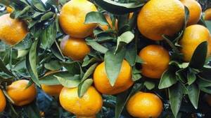 What is a tangerine: where does it come from, how and where does it grow?