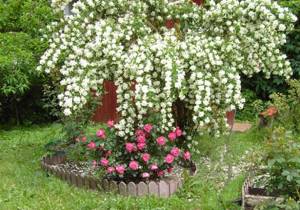 Mock orange looks great in landscape design and in single plantings, as it blooms very beautifully