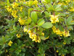 Flowering of Amur barberry in a summer cottage