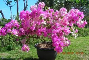 Bougainvillea blooming