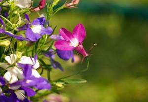 lobelia bloom