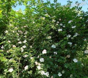 Rosehip blossom