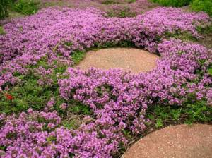 thyme blossom