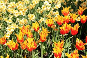 Цветник из луковичных: садовая россыпь самоцветов- советы садоводам