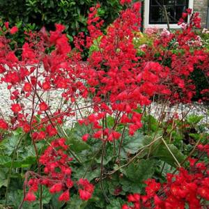 Цветок гейхера кроваво красная выращивание и уход в открытом грунте Фото цветов