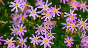 coreopsis flower photo