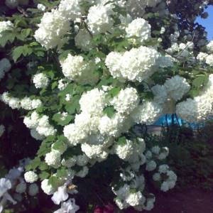 Цветок невеста (Эуфорбия маргината) – выращивание и необходимый уход