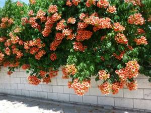 Flowering vine: campsis