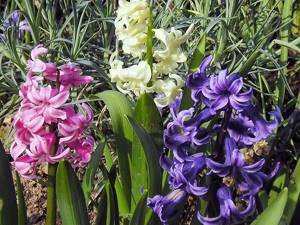 Blooming hyacinths on the site
