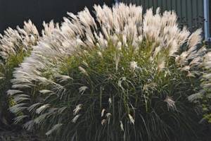 Blooming miscanthus