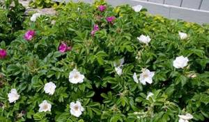 Blooming rosehip