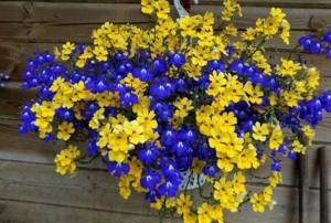 Ampelous flowers in flower pots