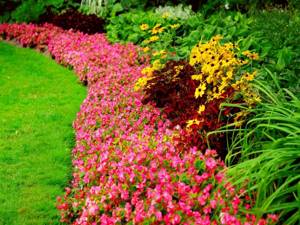 When planting flowers, it is better to surround them not with other flowers, but with greenery, which will create the desired background without distracting attention to itself.