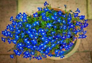 flowers in a pot