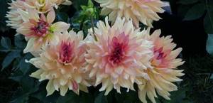 Decorative dahlias