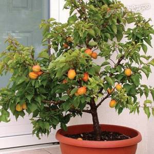 Apricot tree in a pot