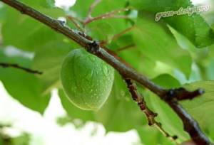 Apricot tree: green fruits