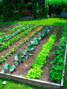 Wooden border for vegetable garden