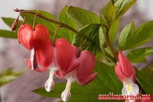 Дицентра-цветок-Описание-особенности-виды-и-уход-за-дицентрой-11
