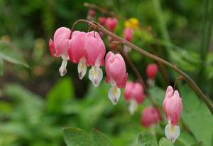 Dicentra is magnificent