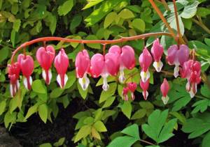 dicentra branch of flowers