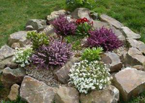 For an alpine hill, you should pay special attention to the selection of plants