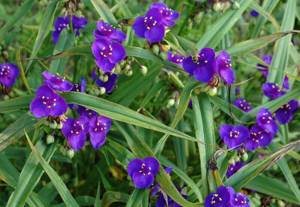 For full growth and development, Tradescantia needs moderate humidity.