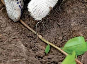 To obtain a full-fledged blueberry seedling, the branch is placed in a furrow and secured with a hook.