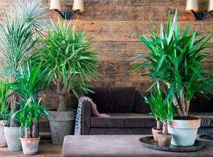 Homemade yucca will decorate any interior