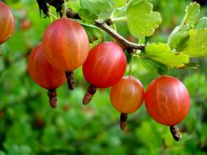Effective cultivation of gooseberries - the basic rules for a good harvest