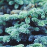Spruce Glauka Globoza - a chic conifer for the garden and dacha