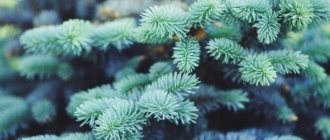 Spruce Glauka Globoza - a chic conifer for the garden and dacha