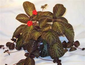 Episcia care at home reproduction in the photo variety tropical night