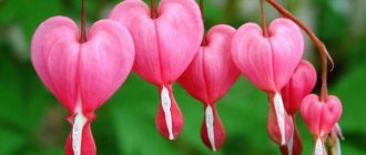 If a girl picked a dicentra flower and soon met a young man, he will be her betrothed