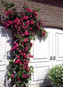 If you have placed a climbing rose in the center of a flower garden, a support of a beautiful graceful shape will do, which itself will serve as decoration while the rose is under cover in winter.