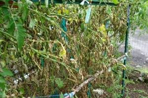 Late blight on tomatoes