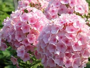 Phlox