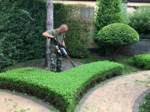 Shaping pruning of garden shrubs