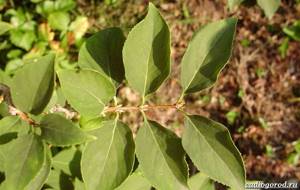 Forsythia-shrub-Description-features-types-and-care-of-forsythia-34