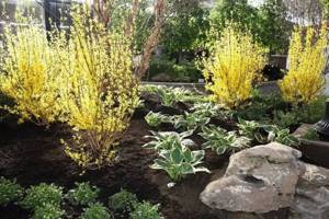Forsythia does not require special care: weeding and periodic watering are important.