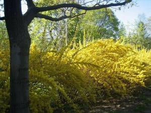 Forsythia drooping