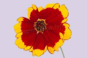 Photo of Coreopsis Drummondia flower