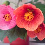 Photos of abutilone flowers