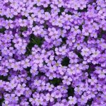 Photo of purple aubriet