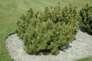 photo of mountain pine pumilio