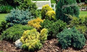 photo of low-growing ornamental coniferous shrubs