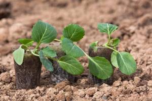 Photos of cabbage seedlings
