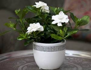Gardenia-flower-Description-features-care-and-price-gardenia-10